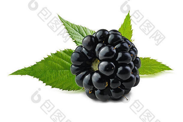 黑莓成熟新鲜的黑莓，白色背景，浆果后有绿叶。