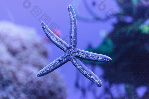 蓝色的海星linckia拉维加塔被称为蓝色的海明星蓝色的linckia