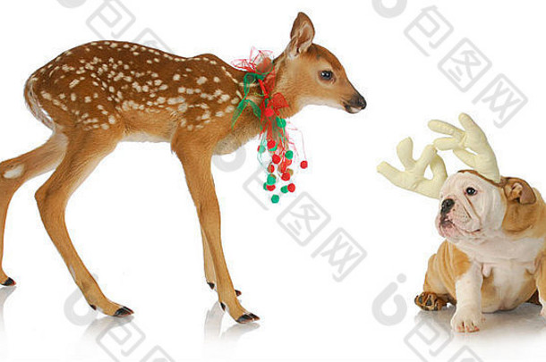 圣诞驯鹿和小狗-小鹿和牛头犬小狗在白色背景上装扮成圣诞礼物