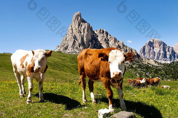 白云石，意大利：奶牛在山区的草地上吃草