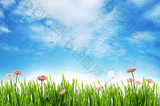 草地风景雏菊蓝色的天空