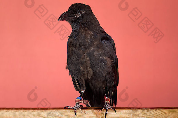 常见的乌鸦乌鸦座科拉克斯北部乌鸦大全黑的雀形目鸟鸟
