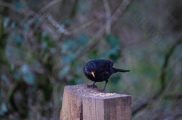 自然环境中美丽的黑鸟