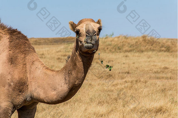 野生动物骆驼在阿曼萨拉拉<strong>风景区</strong>的摄像机内观看阿拉伯文3