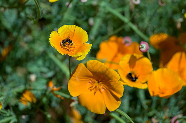 这张照片是在加利福尼亚旧金山附近的一个正式植物园拍摄的。春天到了，鲜花盛开。这张图片的特点是