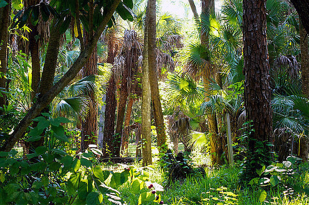 佛罗里达州亚热带森林的一个早晨，阳光从树林中流过。