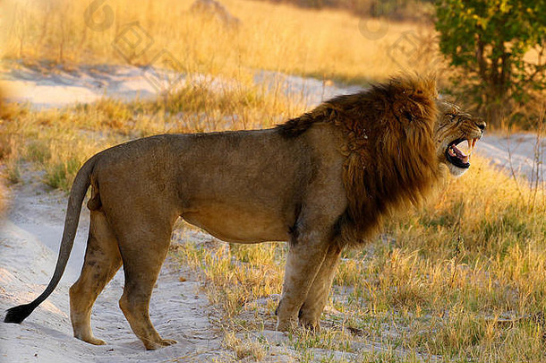 狮子是伟大的猎人和群居动物