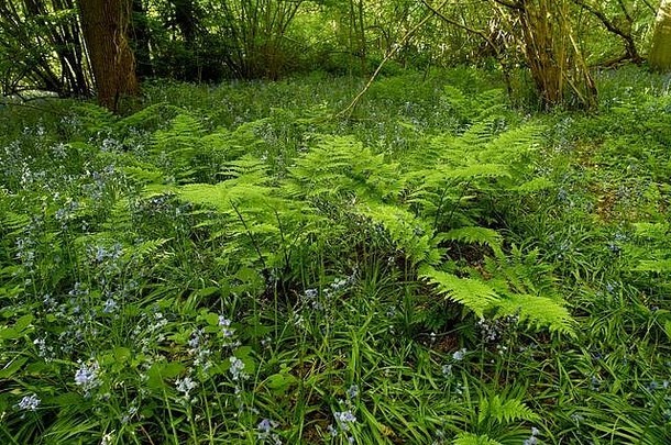 蕨类植物团推fronz林地春天阳光萨里英格兰曼联王国欧洲