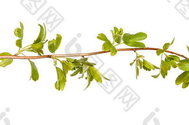 长有嫩绿叶子的醋栗灌木的一个分枝。白色隔离
