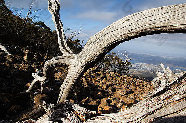 <strong>澳大利亚塔斯</strong>马尼亚霍巴特石化树在火山景观和城市视图从惠灵顿山