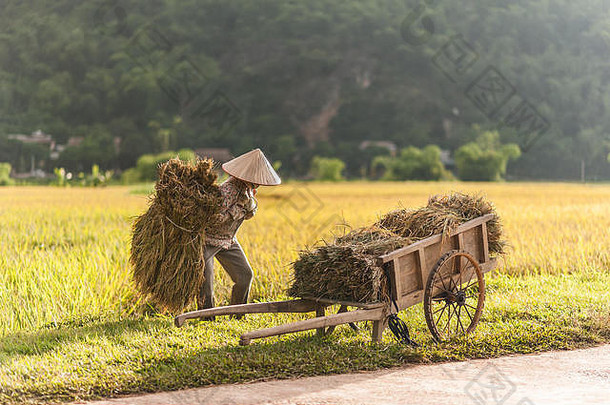 在越南湄洲谷Lac村附近稻田工作的妇女。收获季节美丽的日落，前景是木车。