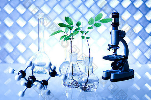 实验室中装有植物的实验室玻璃器皿
