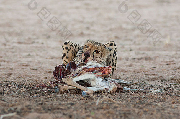 女猎豹杀了喀拉哈里沙漠
