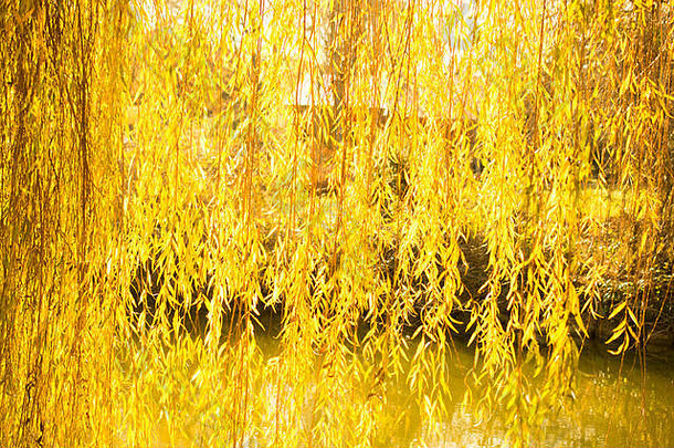 黄色的颜色柳树树分支机构池塘叶子秋天季节