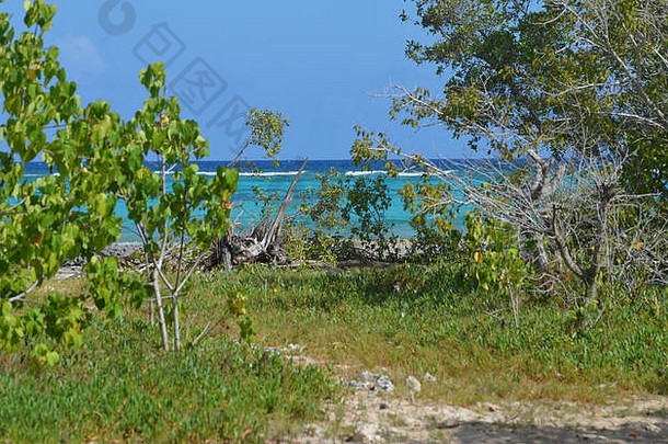 Guardalaca海滩（古巴）的红树林，一个关键栖息地受到不可持续的大规模旅游模式的威胁