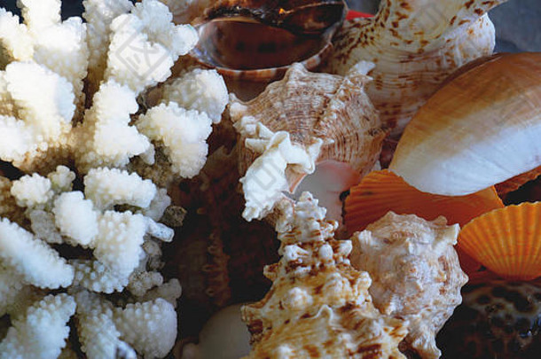 混合色彩斑斓的海贝壳背景海贝壳宏视图海贝壳关闭