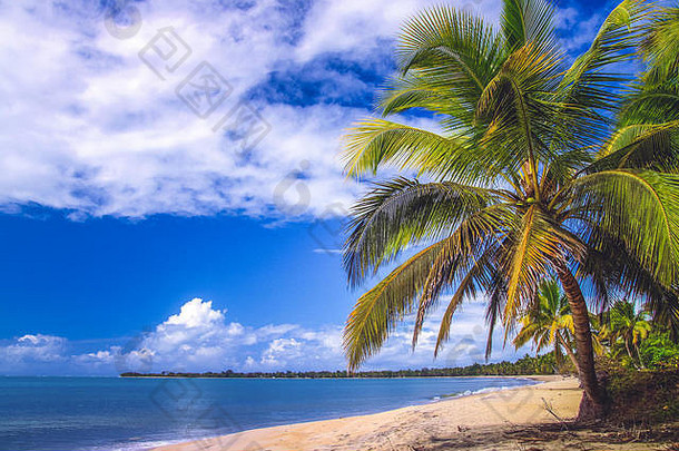 马达加斯加东北海岸美丽的海滩和棕榈树