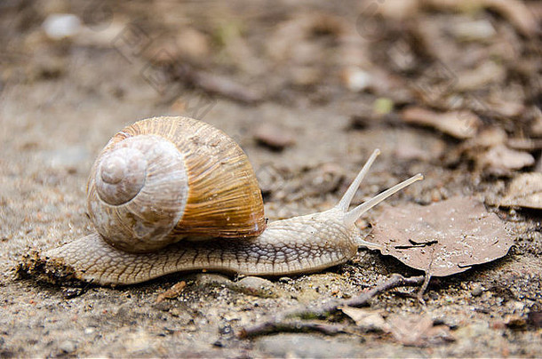 勃艮第蜗牛，罗马蜗牛，可食用蜗牛或蜗牛，在森林地面爬行的波马蒂亚螺旋