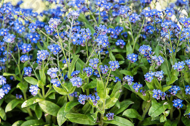 忘了我不是花——勿忘我——在公园里。自然之美。蓝色的花。自然之美。近距离自然sce