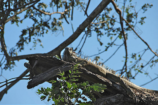 大鬣蜥认为自己被伪装在树枝上。从正下方拍摄的照片