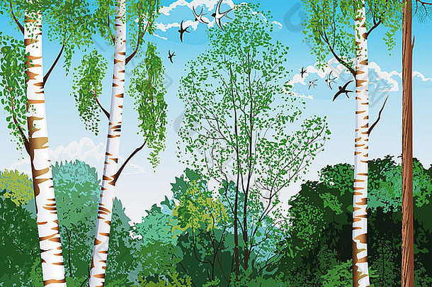 前景是桦树和松树的树干，背景是不同树木的轮廓