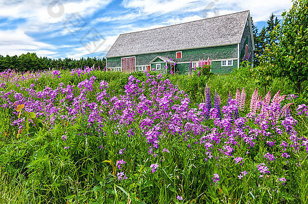 羽扇豆、福禄考（甜火箭）和其他野花生长在加拿大爱德华王子岛的乡村。