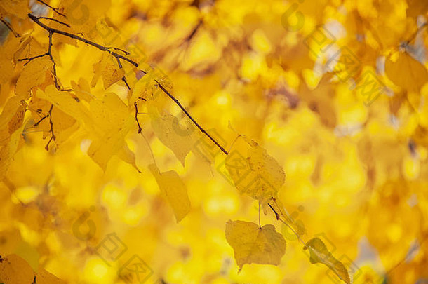 秋天树叶的黄色。在模糊的背景上有黄色叶子的树枝。空间。出身背景