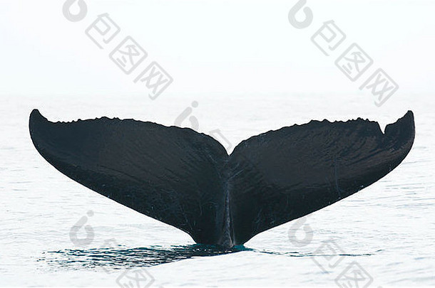 驼背的鲸鱼megapetra诺文利亚