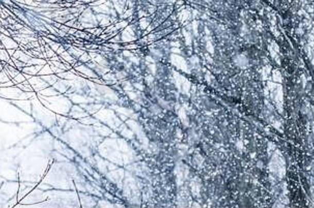 下雪景观冬天假期概念童话毛茸茸的白雪覆盖的树分支机构自然风景白色雪冷天气降雪