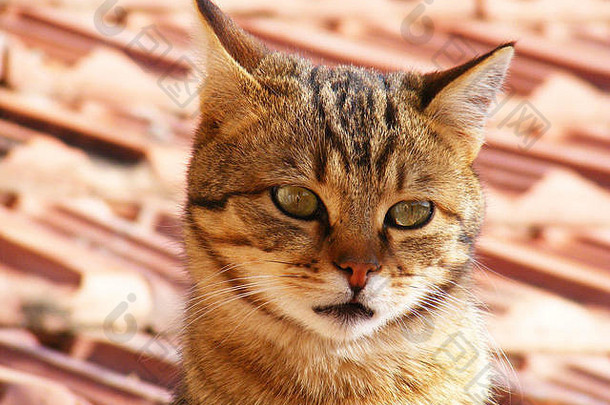 猫图片猫<strong>眼睛图片</strong>美丽的猫眼睛可爱的猫无辜的猫图片特写镜头猫图片棕色（的）猫的猫眼睛