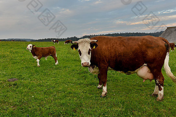 德国夏季绿地上的牛群