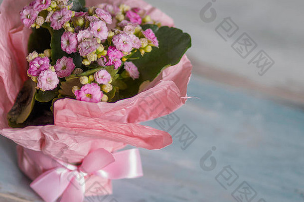 粉红色纸包裹的漂亮花盆，礼物