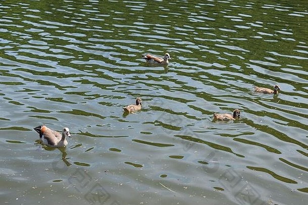 与家人一起游泳的埃及鹅