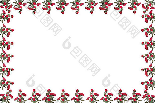红玫瑰相框明信片/祝贺卡。红玫瑰的叶架。白色隔离