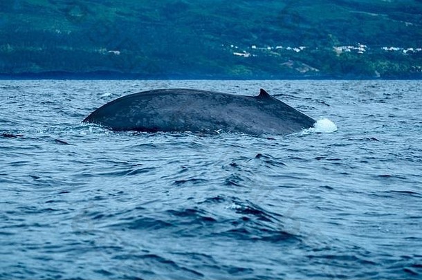 一头巨大的<strong>蓝鲸</strong>拱起她的背，潜入水中寻找磷虾