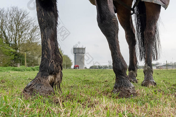 有趣的特写图片，一匹马的腿，由于初夏潮湿的田野，蹄子和腿上都是湿泥。