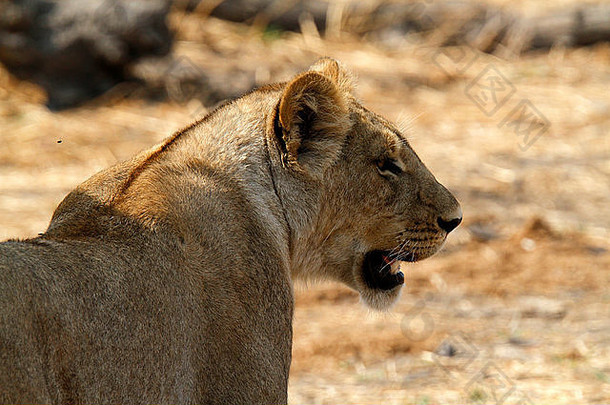 一只非洲母狮在开阔的平原上寻找下一只猎物的特写镜头，它们的黄褐色和金色很好地融合在一起