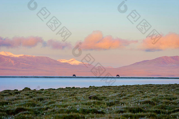 吉尔吉斯斯坦日出时，松库尔湖（Song kul lake）和紫金山（purple mountain）为背景