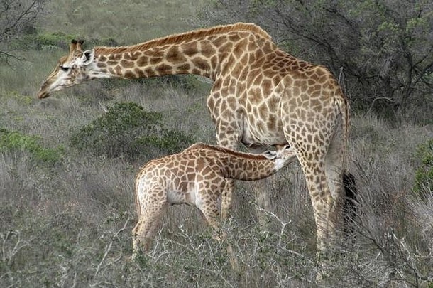 长颈鹿婴儿