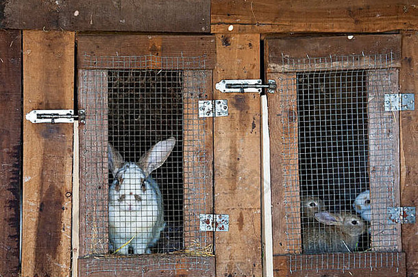 作为牲畜饲养在笼子里供人类食用的兔子。