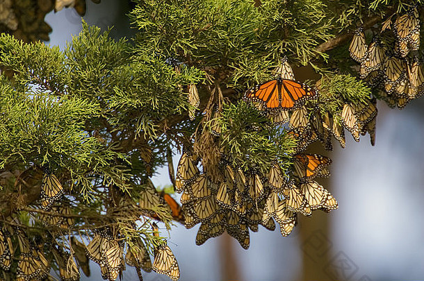 美国加利福尼亚州圣克鲁斯市，自然桥州立海滩，树上成群的帝王蝶。