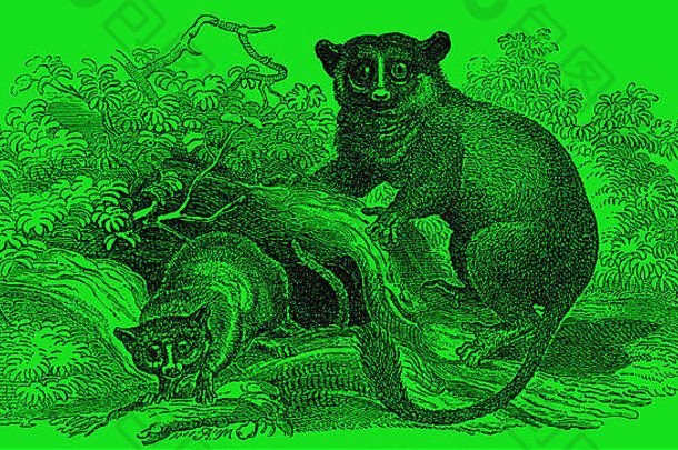 19世纪两只马达加斯加狐猴的插图