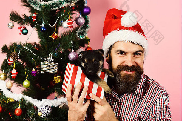 男人。圣诞节他戏剧可爱的小狗圣诞老人持有狗圣诞节树的家伙快乐的脸解包现在盒子粉红色的背景一年礼物概念