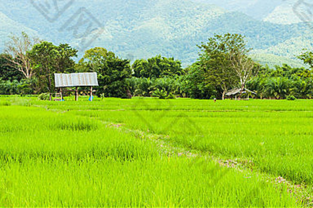 泰国农村<strong>稻谷图片</strong>。