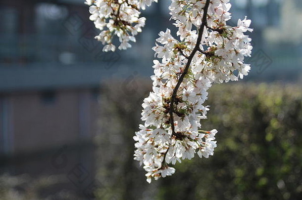 Nieuwerkerk aan den IJssel阳光下的李子树上开着白色和粉色的花朵