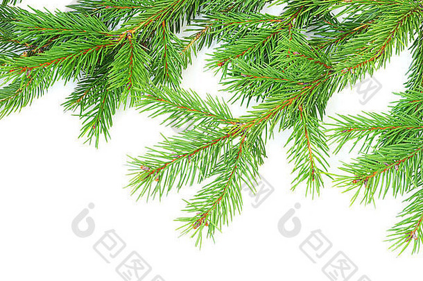 白色圣诞装饰上的冷杉树枝