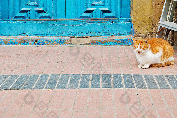 猫非洲摩洛哥房子背景