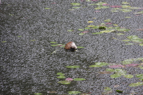 沼泽地里的蜗牛