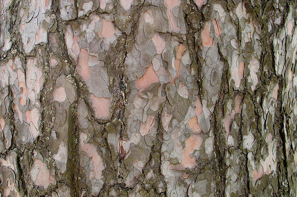 松树树皮的纹理，可用作背景