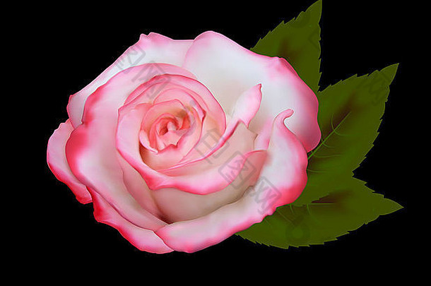 美丽的粉红色的玫瑰前面黑色的背景